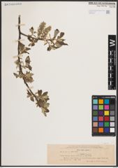 Foto von Salix caprea L.